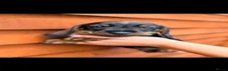 Miniature Dachshund dogs for sale: 🐾Exceptional Teckel Puppies, Ready To Go Now  🐾 - Advert 6