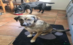 Mixed Breed dogs for adoption: WILLA - A Truly Special Doggy - Image 2