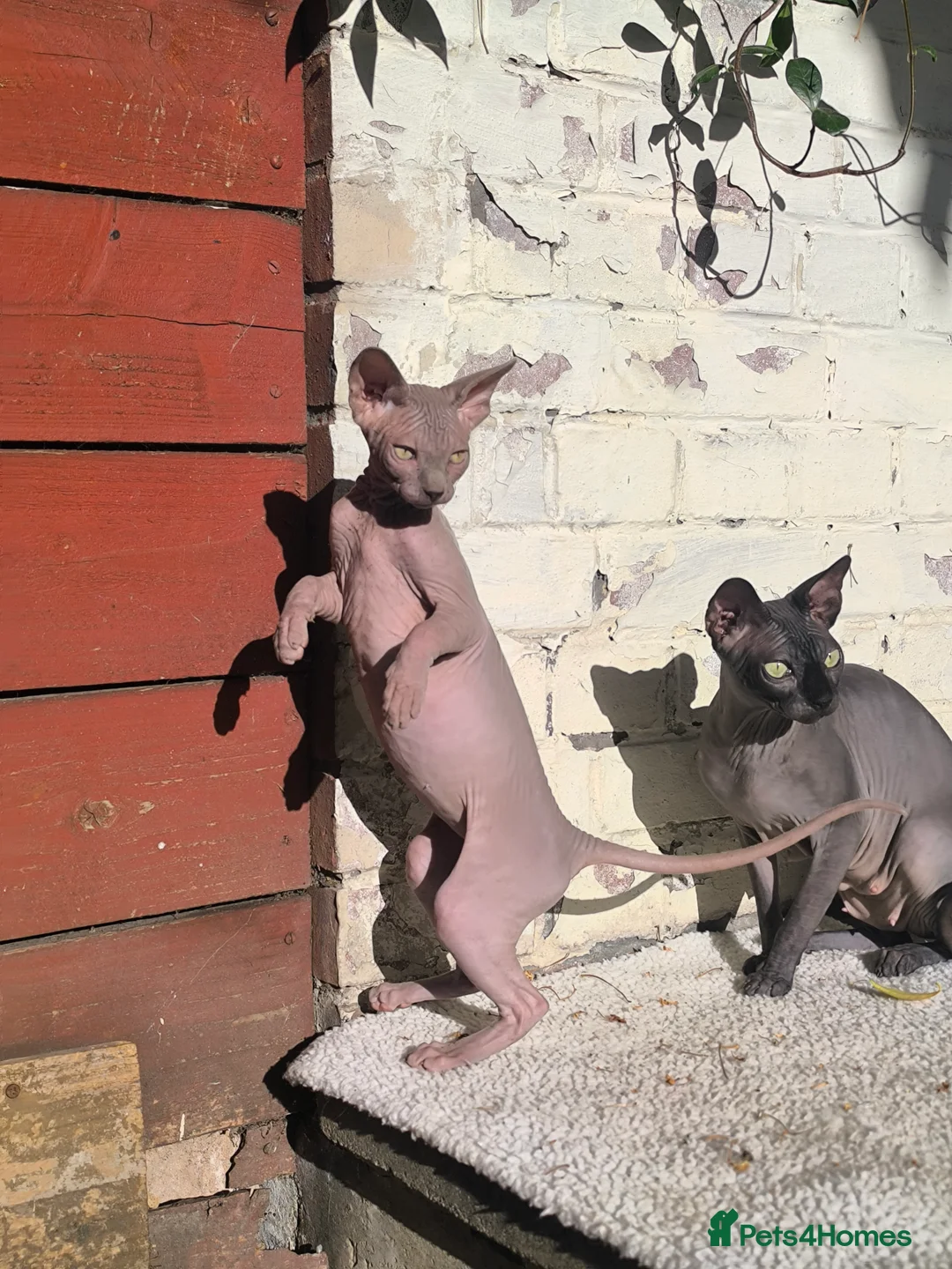 Sphynx cats for sale: One couple of fan in London - Advert 9