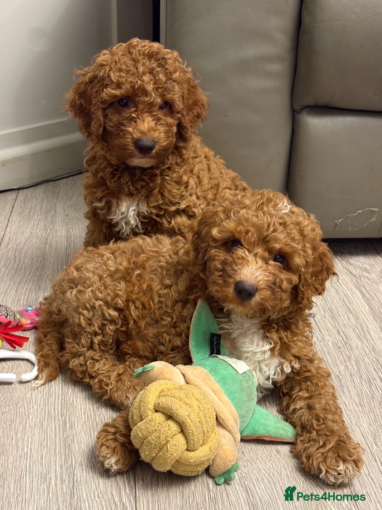 Mini Goldendoodle dogs Beautiful Mini Double Doodles READY TO LEAVE - Advert 8
