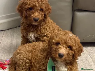 Mini Goldendoodle dogs Beautiful Mini Double Doodles READY TO LEAVE - Advert 8