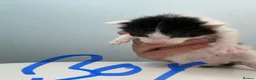 Mixed Breed cats for sale: beautiful mixed coloured kittens  - Advert 5
