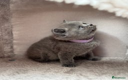 British Shorthair cats for sale: GCCF Registered British Shorthair kittens  - Image 4