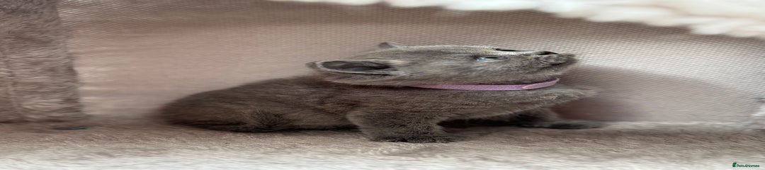 British Blue Shorthair Kitten Lilac Collar