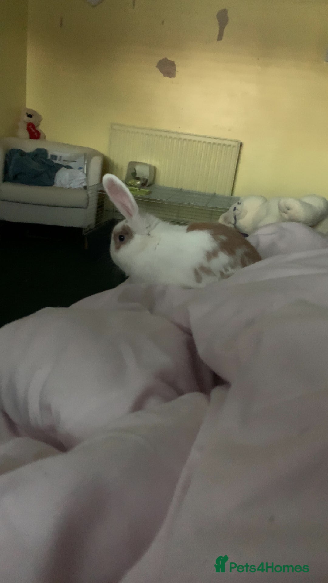 Dwarf Lop rabbits for sale: Small dwarf rabbit  - Image 7