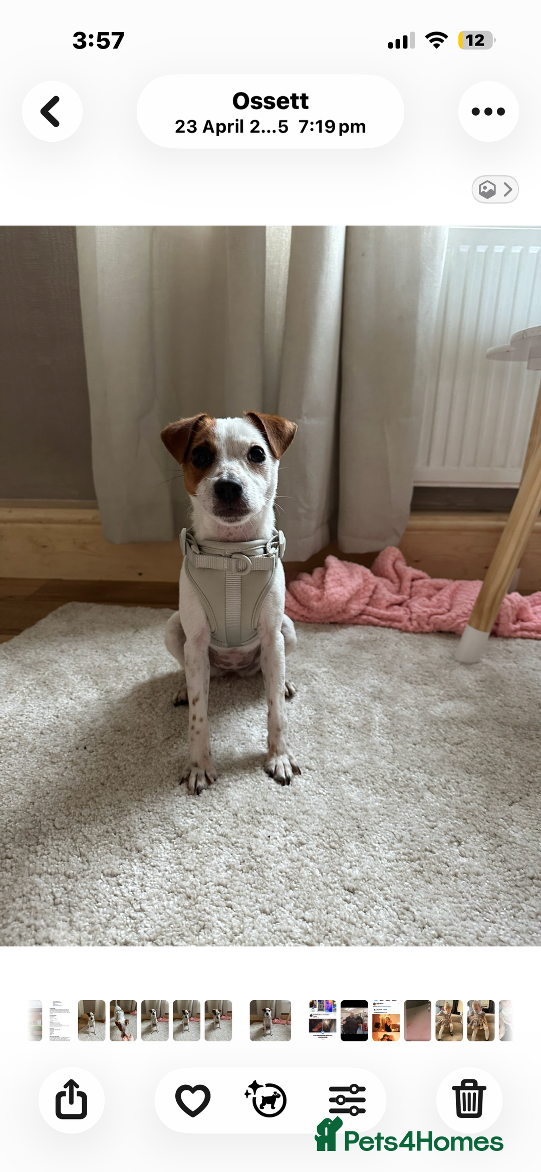 Jack Russell dogs for sale: Kiara  - Advert 4