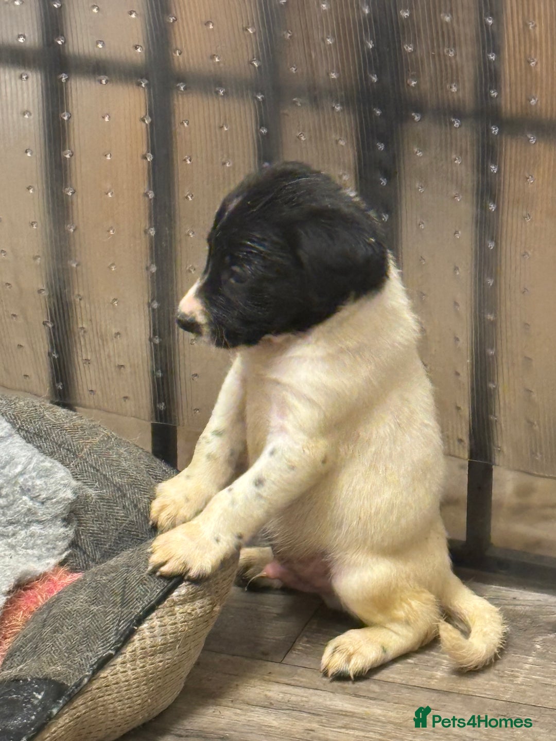 Sprollie dogs for sale: Litter of 9 sprollie pups available! in Preston - Image 23