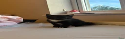 Domestic Shorthair cats for sale:  3 kittens  - Advert 4