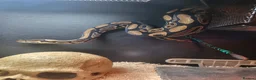 Python Snake reptiles for sale: Ball Python looking for a new home - Advert 3