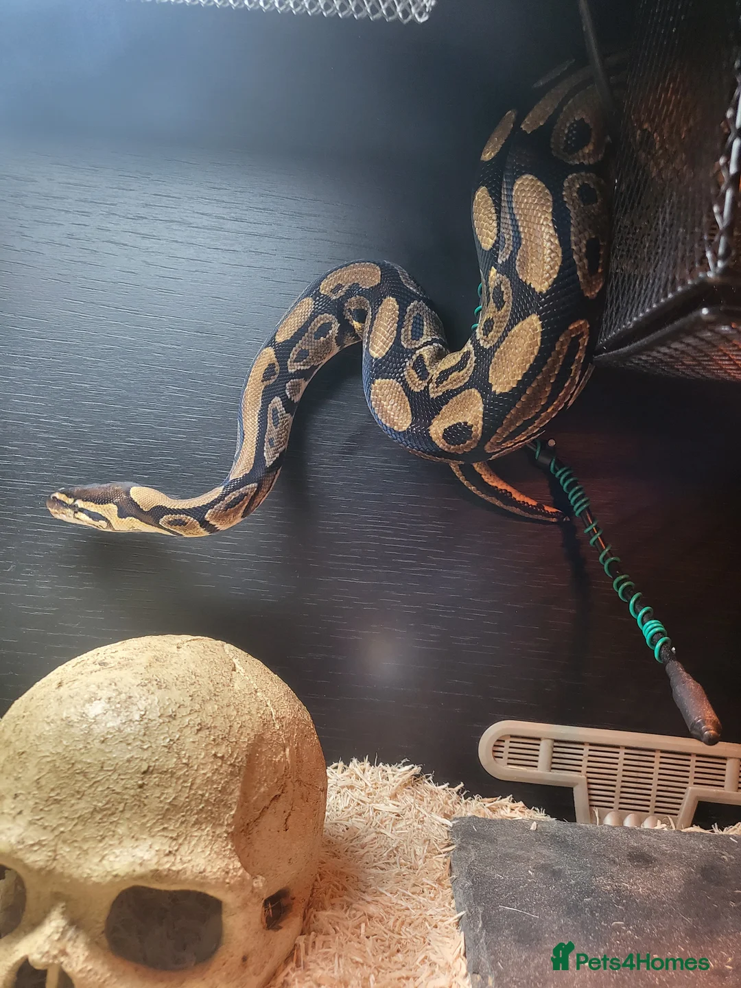 Python Snake reptiles for sale: Ball Python looking for a new home - Advert 3