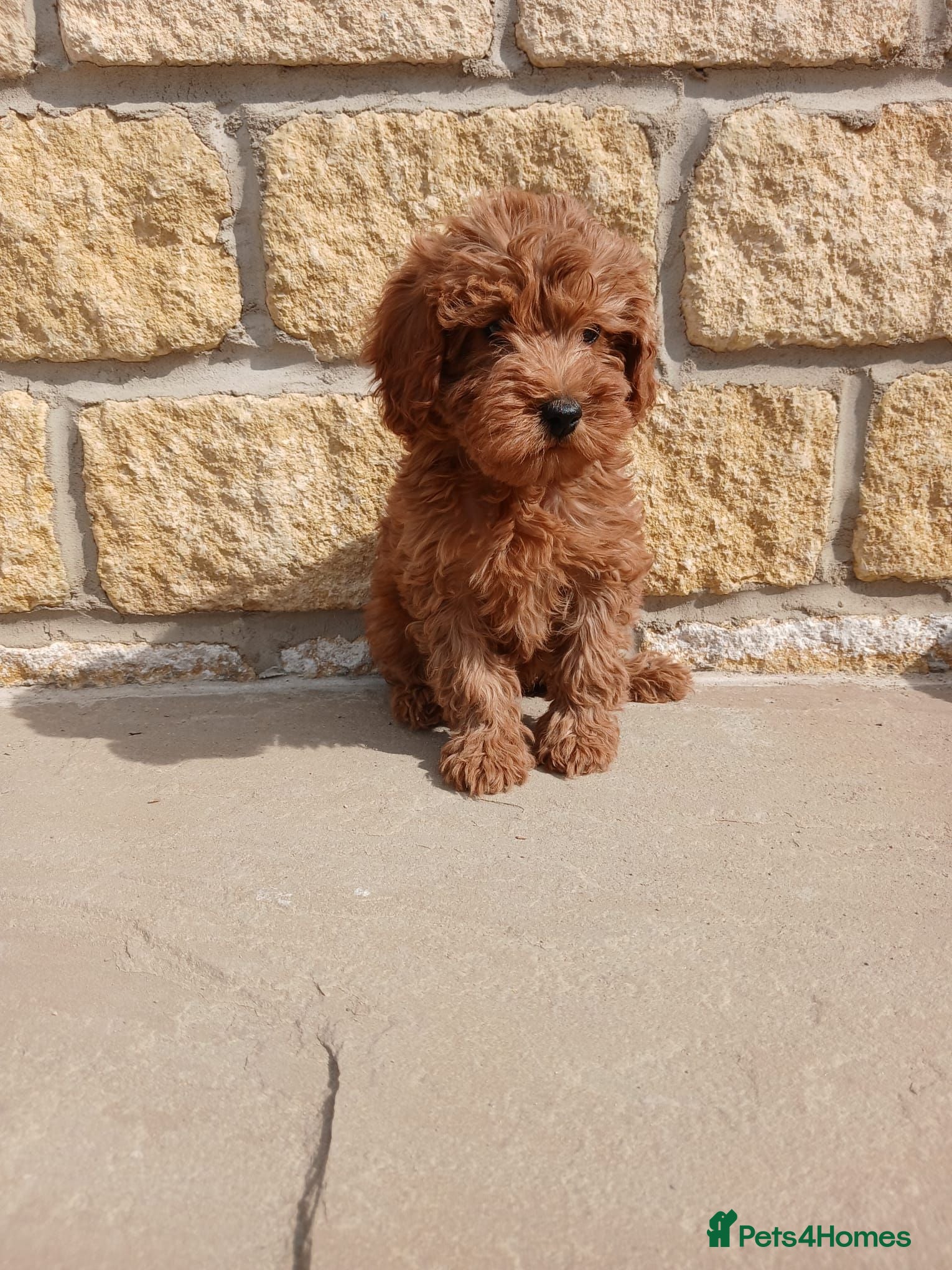 Cavapoo dogs 3 female cavapoo puppies available - Advert 2