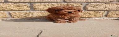 Cavapoo 2