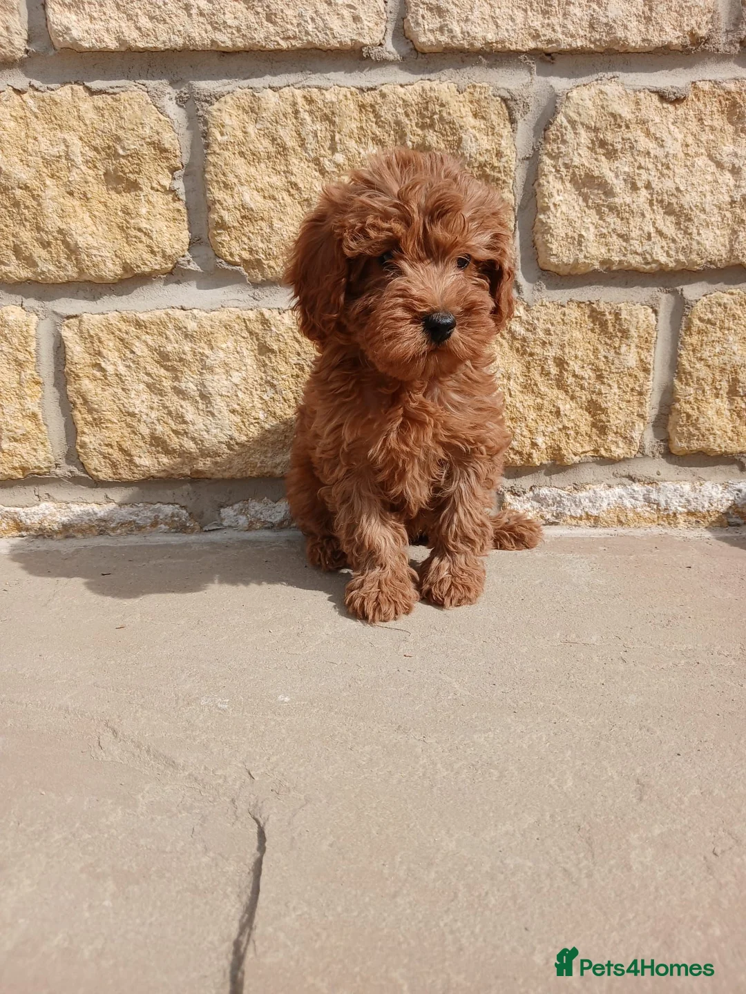 Cavapoo dogs for sale: 3 female cavapoo puppies available - Advert 2