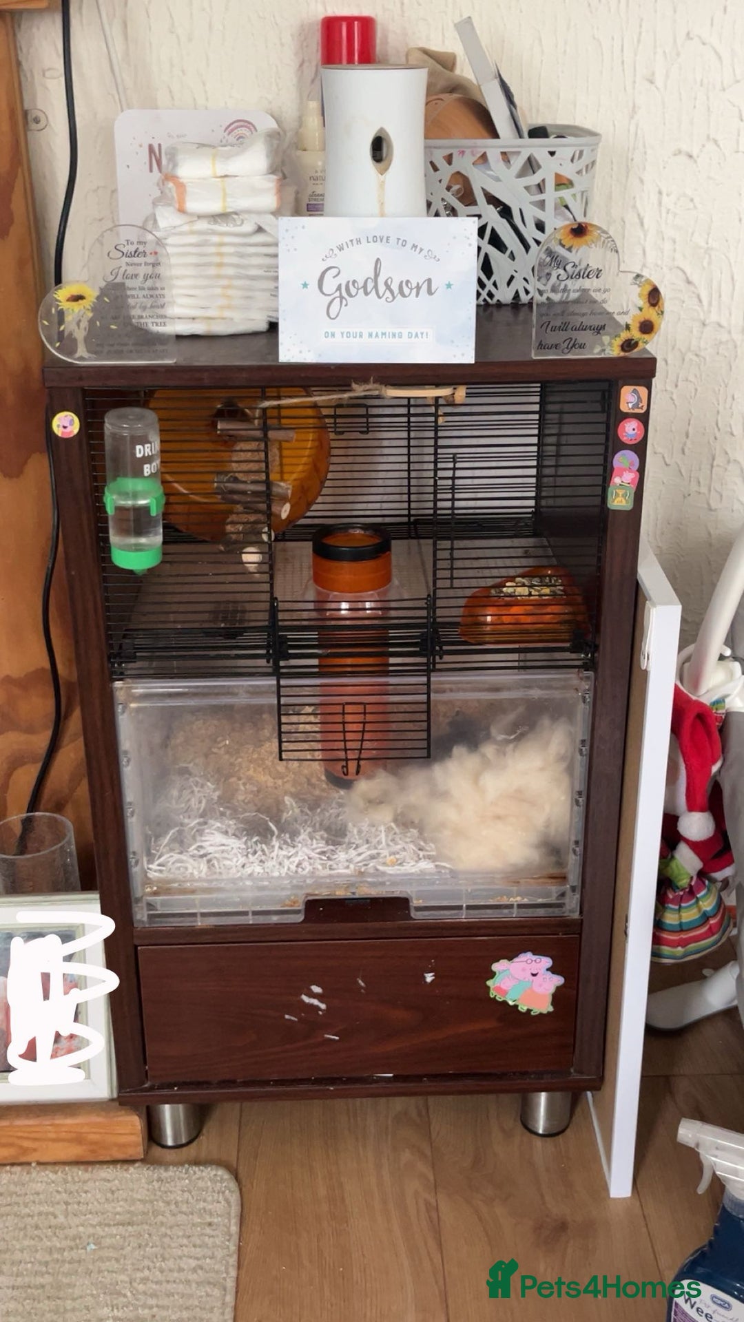 Hamster rodents for sale: Male fluffy brown & white hamster - Image 4