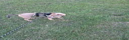 Mixed Breed dogs for sale: Staffy x frenchie - Advert 3