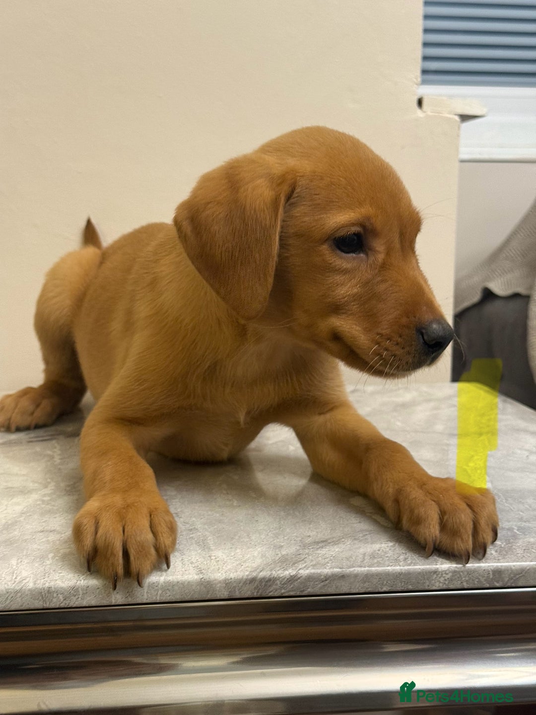 Labrador Retriever dogs for sale: 6 Labrador puppy’s  - Advert 3