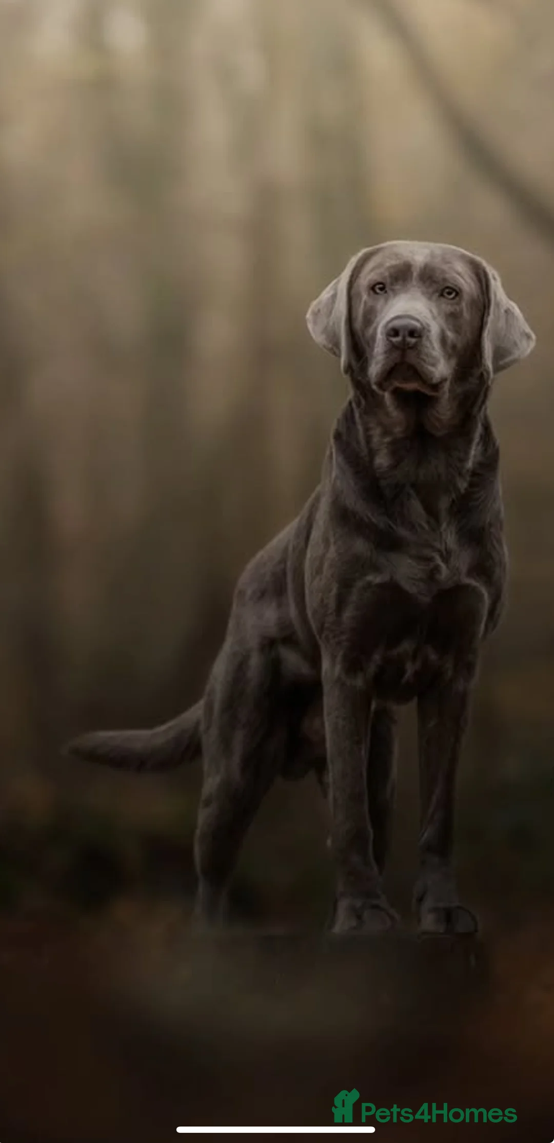 Labrador Retriever dogs for stud: Perfect Well Proven Health Tested Silver Stud in Appleby-in-Westmorland - Advert 3