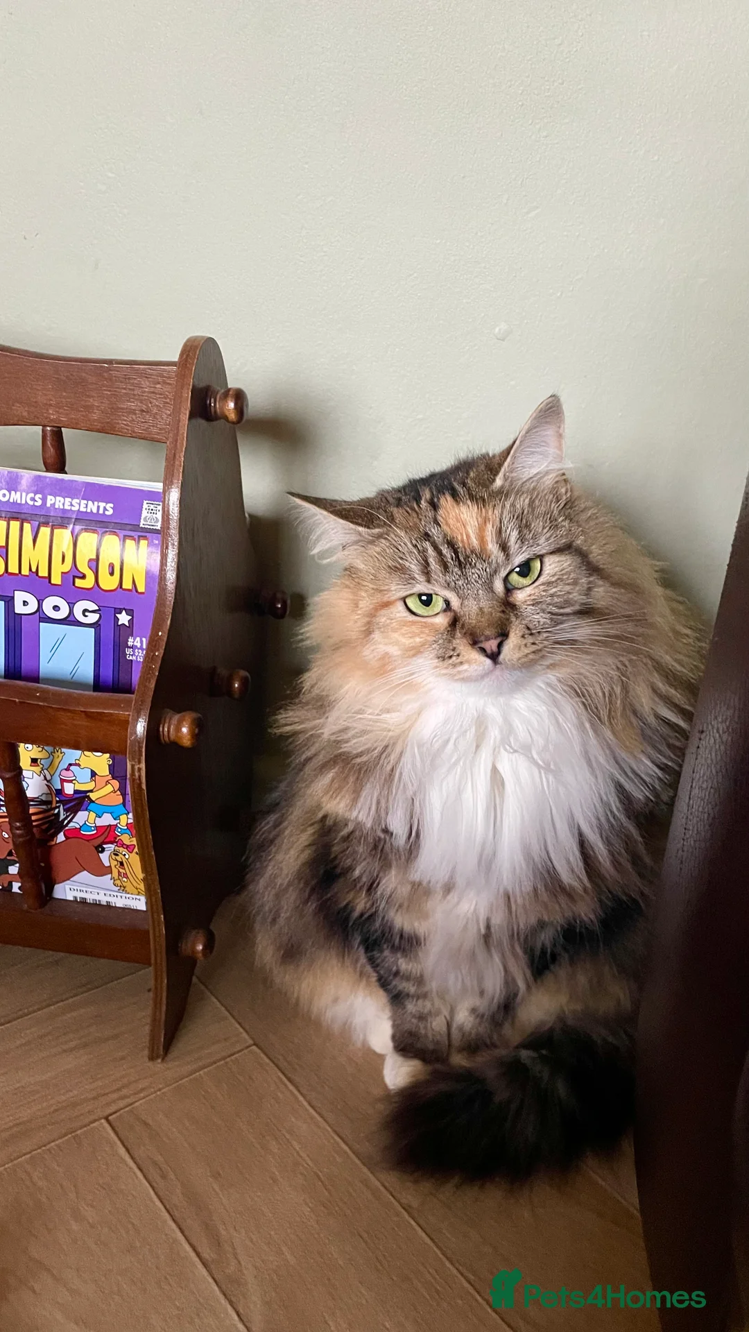 Mixed Breed cats for sale: Beautiful long hair 3 year old Zoggy - Advert 4