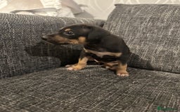 Mixed Breed dogs for sale: Bull X Lurchers - Working Lines - Image 10