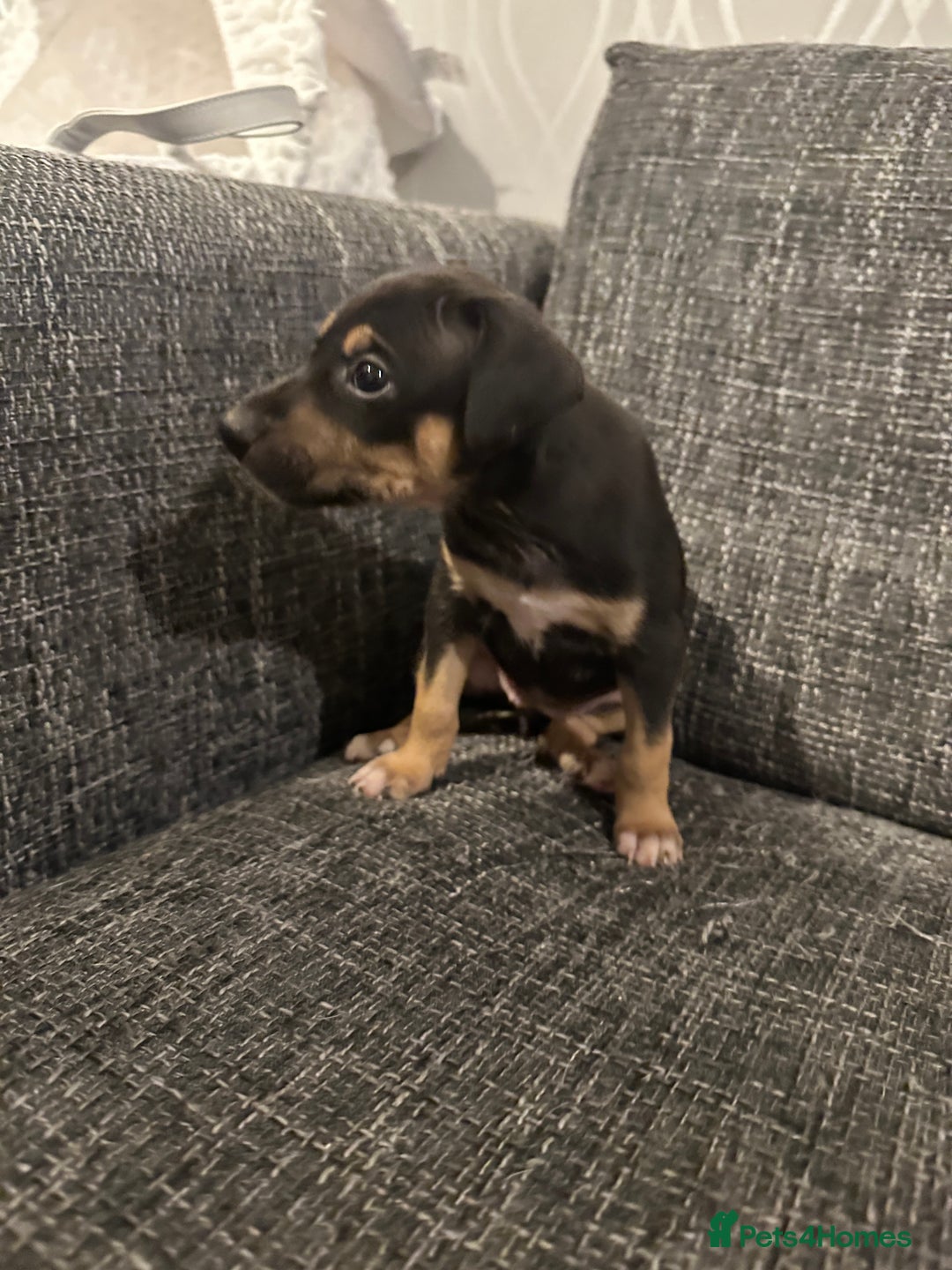 Mixed Breed dogs for sale: Bull X Lurchers - Working Lines - Image 10