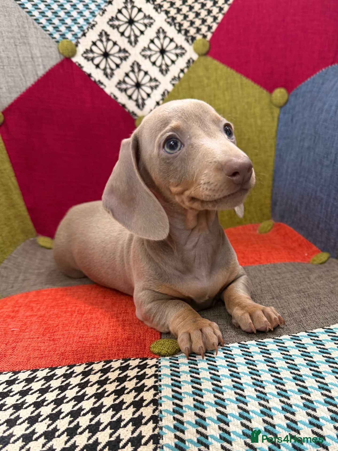 Miniature Dachshund dogs KC Reg Mini Dachshund Puppys **READY TO LEAVE** - Advert 9