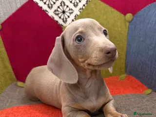 Miniature Dachshund dogs KC Reg Mini Dachshund Puppys **READY TO LEAVE** - Advert 9