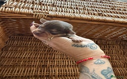 Chihuahua dogs for sale: Beautiful little Chi ready to reserve  - Image 3