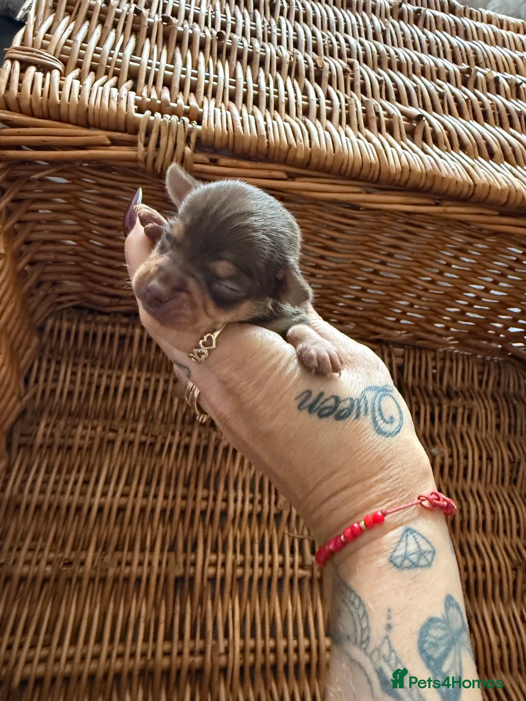 Chihuahua dogs for sale: Beautiful little Chi ready to reserve  - Image 3