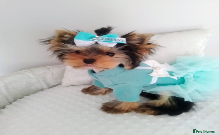 Yorkshire Terrier dogs 🩷Gorgeous yorkie girl available 🩷 - Advert 3