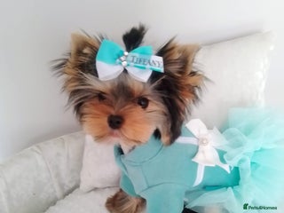 Yorkshire Terrier dogs 🩷Gorgeous yorkie girl available 🩷 - Advert 18