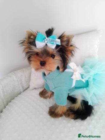 Yorkshire Terrier dogs 🩷Gorgeous yorkie girl available 🩷 - Advert 3