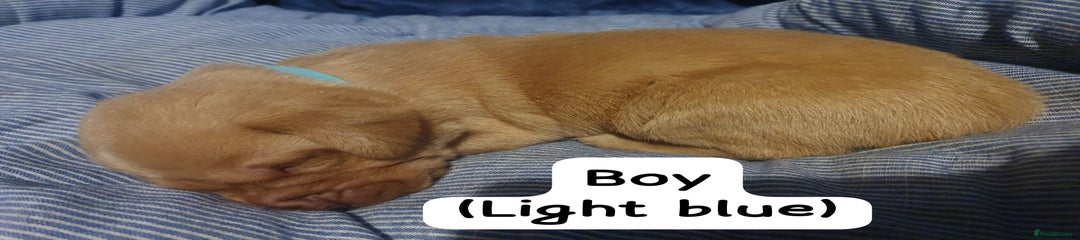 Labrador Retriever Puppy 6 (light blue collar)