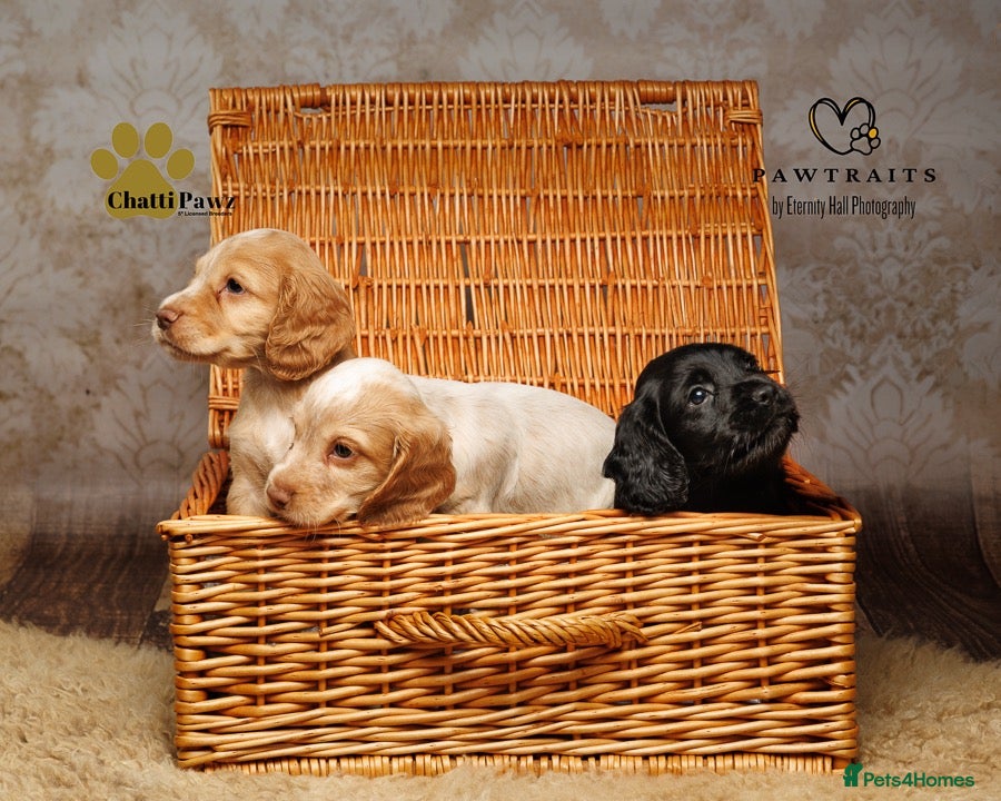 Cocker Spaniel dogs Adorable working cocker spaniels  - Advert 1