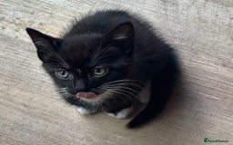 Domestic Shorthair cats for sale: Two gorgeous kittens - Tabby girl and tuxedo boy - Image 3