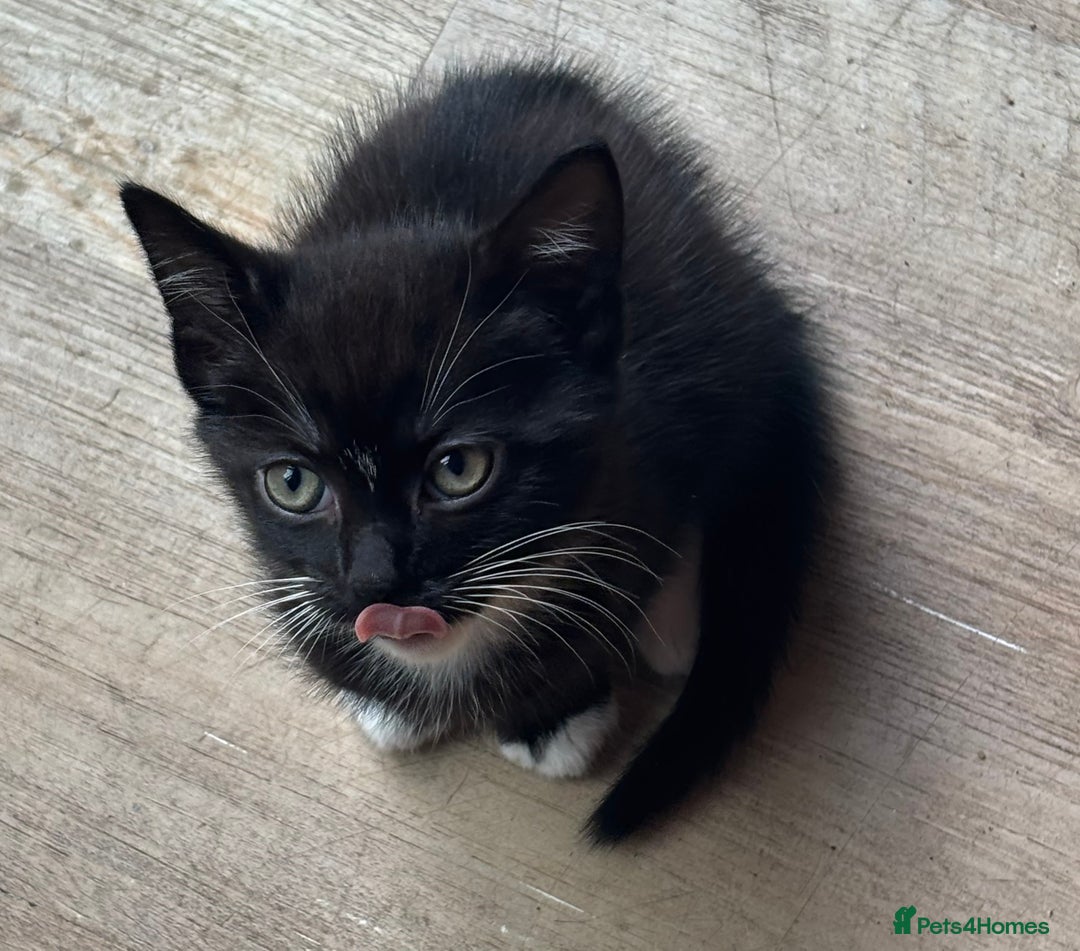 Domestic Shorthair cats for sale: Two gorgeous kittens - Tabby girl and tuxedo boy - Image 3