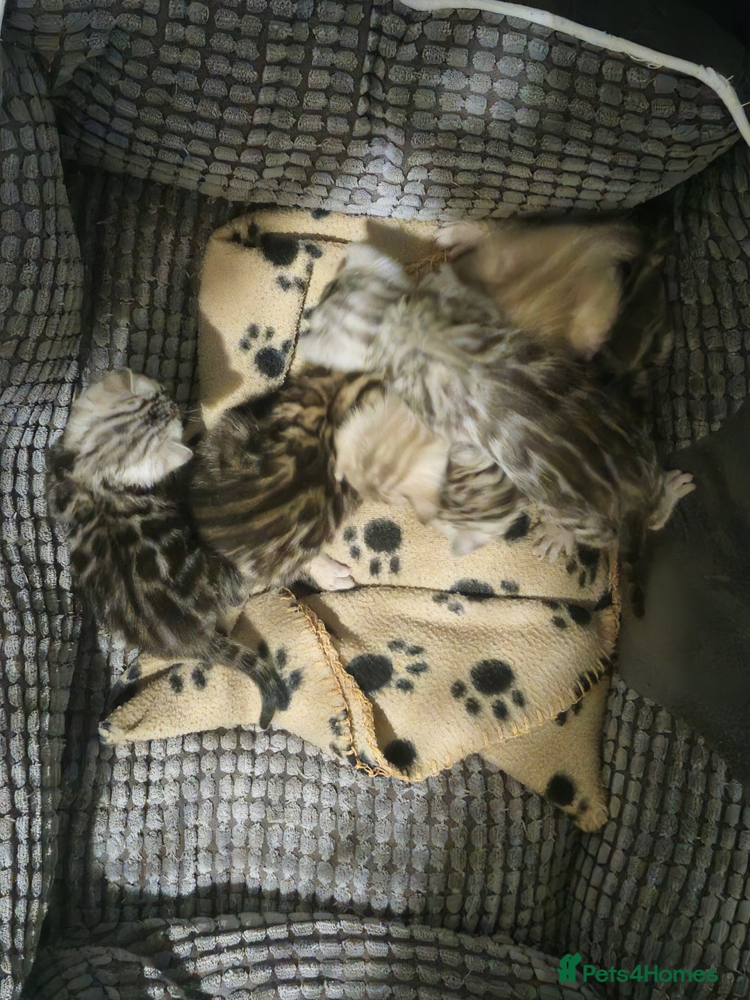 Bengal cats for sale: TICA Snow & Silver Health Tested Bengal Kittens - Advert 3