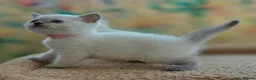 British Shorthair cats for sale: Stunning BSH Blue eyed Colour Point Kittens - Advert 10