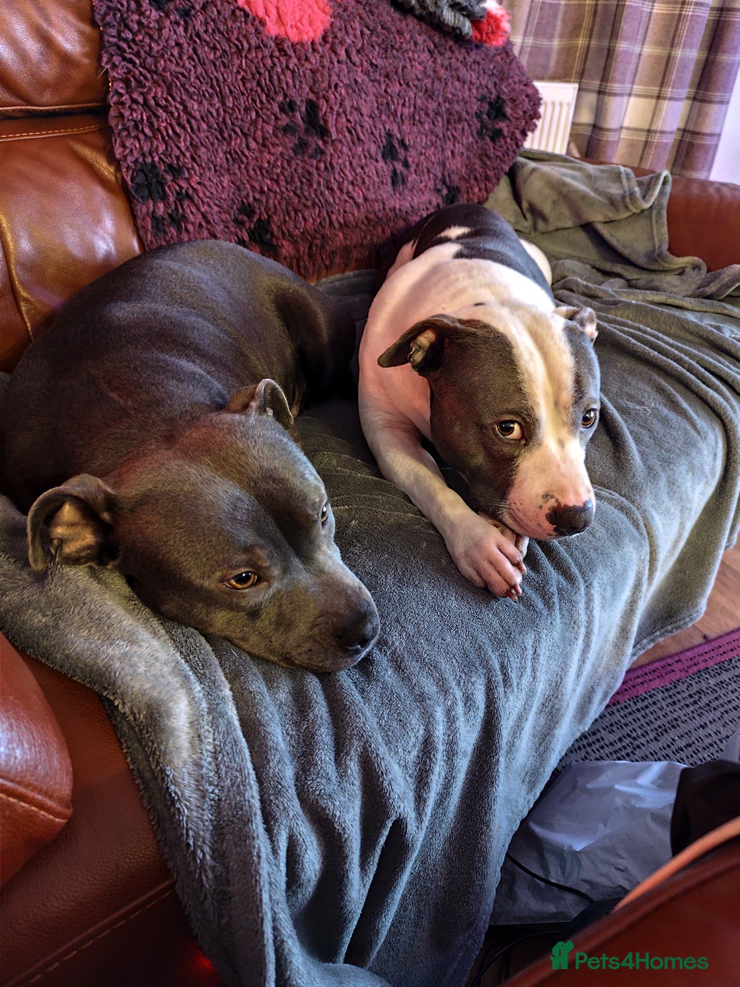 Staffordshire Bull Terrier dogs for sale: Staffordshire bull terrier puppies  - Advert 3