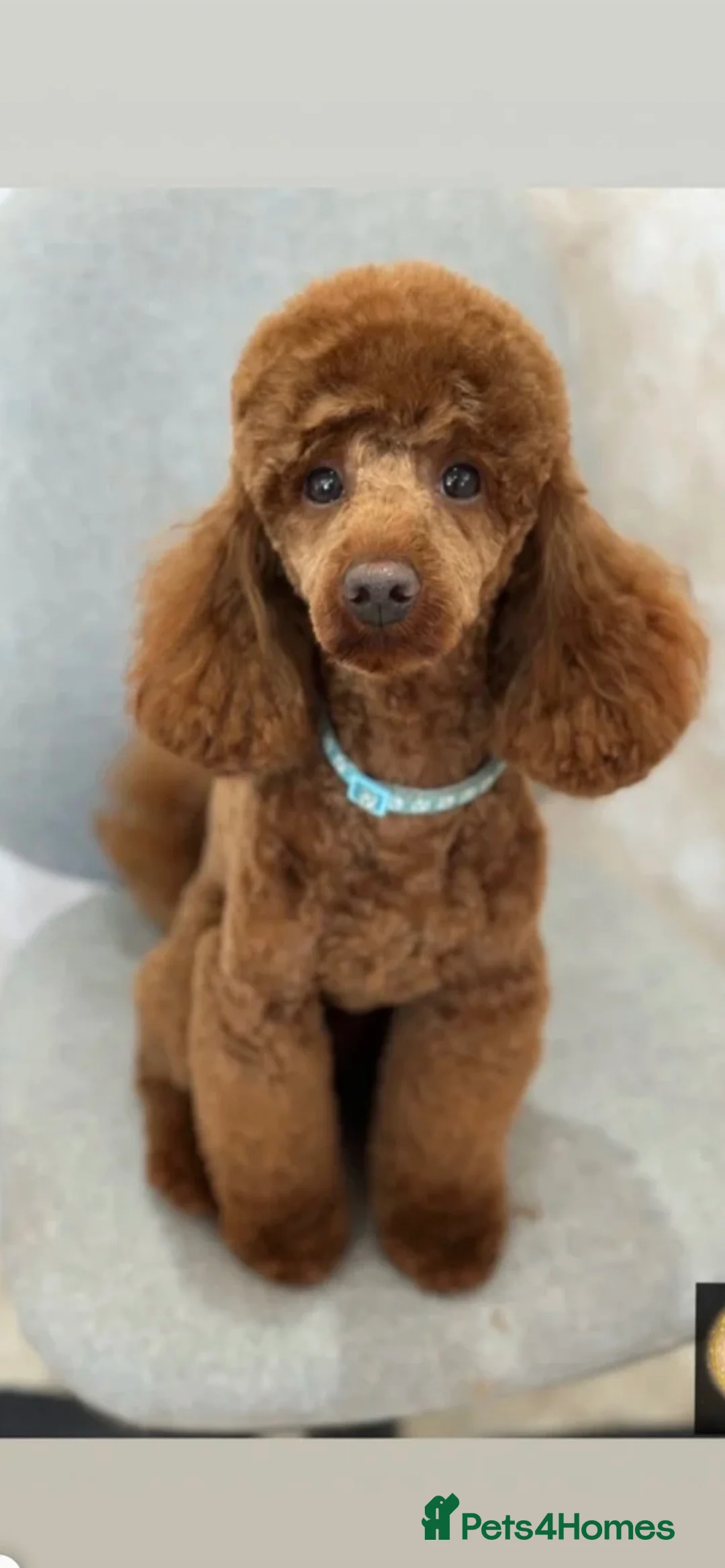 Cavapoo dogs for sale: F1B Cavapoo Puppies 🐶 in Alnwick - Advert 6