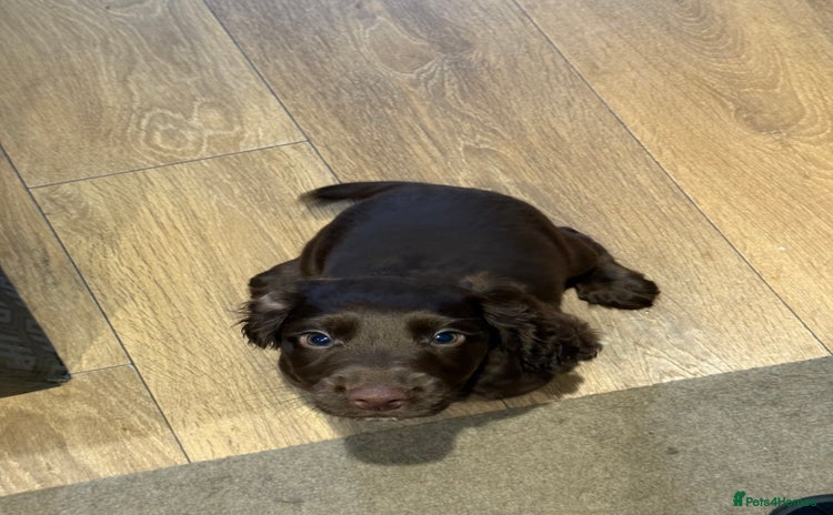 Cocker Spaniel dogs - Advert 3