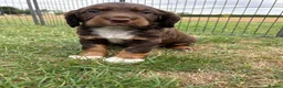 Sprocker dogs for sale: Fully Health Tested F1 Sprocker Spaniels - Advert 5