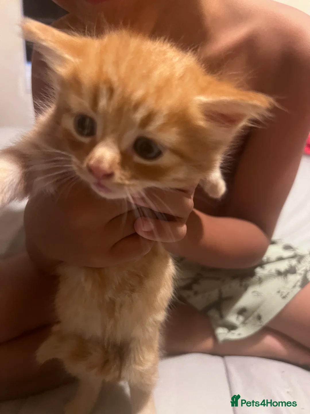 Ragdoll cats for sale: Ragdoll/Persian cross - 4 beautiful kittens - Advert 12
