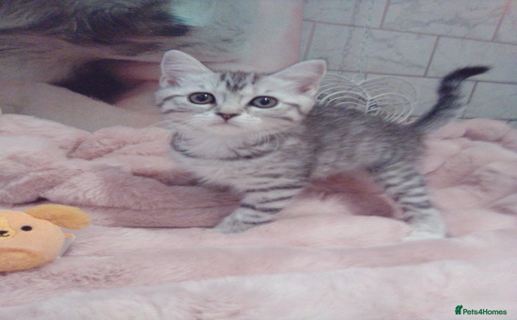 Scottish Fold cats - Advert 16