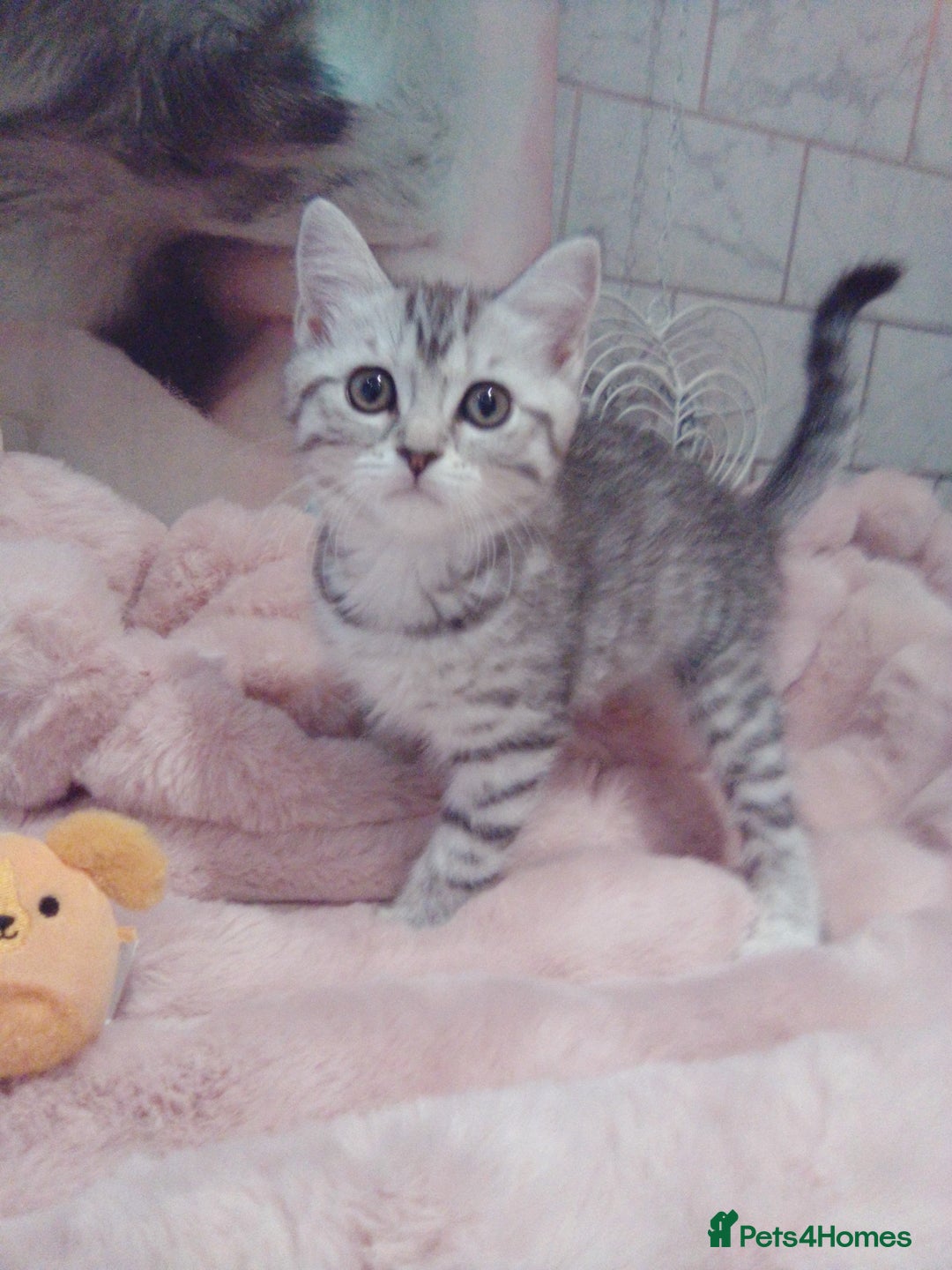 Scottish Fold cats for sale: Two cutie Scottish straights for sale - Image 1