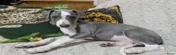 Whippet dogs for sale: Show quality KC reg pups - Advert 18