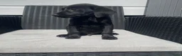 Labrador Retriever dogs for sale: Beautiful lab boy  - Advert 6