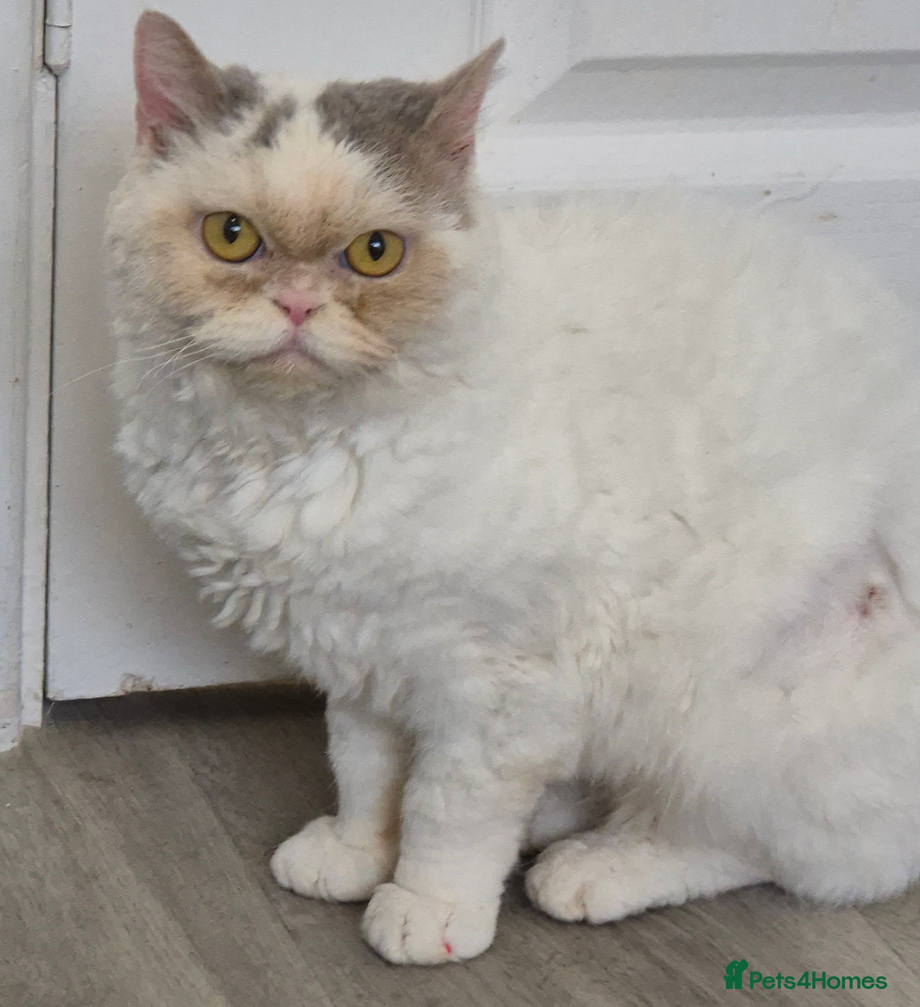 Selkirk Rex cats Pedigree torti Tica reg curly selkirk rex neutered - Advert 12