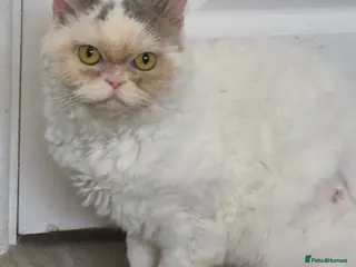 Selkirk Rex cats Pedigree torti Tica reg curly selkirk rex neutered - Advert 12