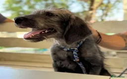 Mixed Breed dogs for adoption: Sammy (Hound/Terrier mix) - Image 4