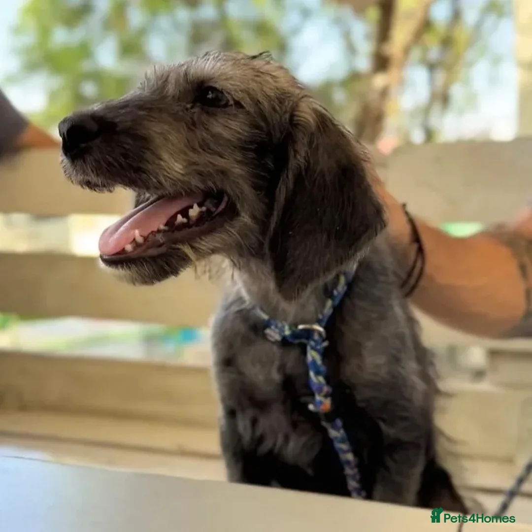 Mixed Breed dogs for adoption: Sammy (Hound/Terrier mix) - Image 4